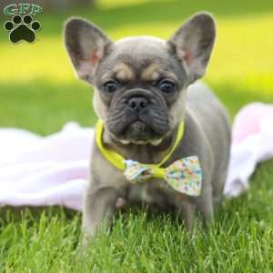 Indi, French Bulldog Puppy